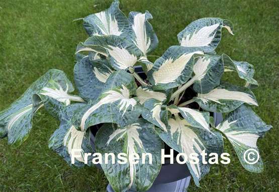 Hosta Andrew